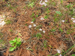 Primula mistassinica