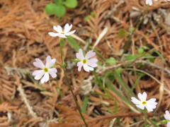 Primula mistassinica
