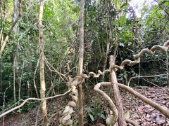 Bauhinia ungulata
