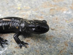 Salamandra lanzai