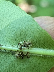 Corythucha associata