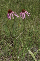 Echinacea simulata