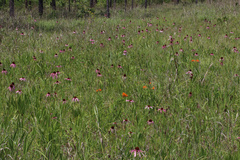 Echinacea simulata