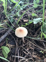 Pseudosperma friabile