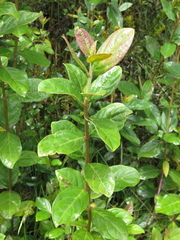 Viburnum triphyllum