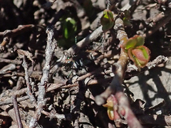 Cicindela oregona oregona