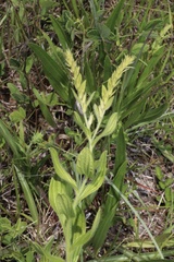 Lithospermum virginianum
