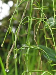 Orthosia stenophylla