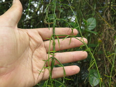 Orthosia stenophylla