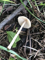 Pseudosperma friabile