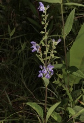 Scutellaria incana