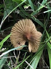 Pseudosperma friabile