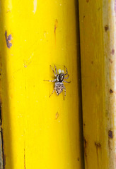 Menemerus semilimbatus