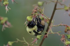 Bombus griseocollis