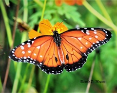 Danaus gilippus gilippus