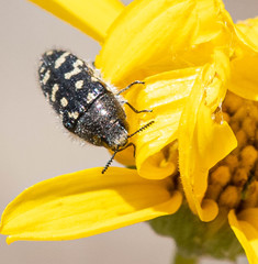 Acmaeodera bacchariphaga