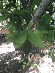 Coccoloba diversifolia