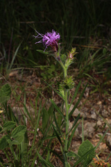Liatris squarrosa
