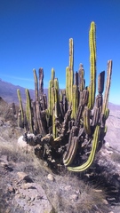 Corryocactus brevistylus
