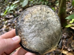 Aspidosperma megalocarpon