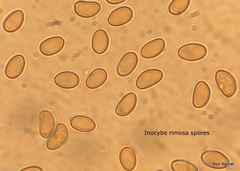 Pseudosperma friabile