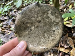 Aspidosperma megalocarpon