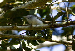 Herpsilochmus atricapillus