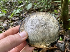 Aspidosperma megalocarpon