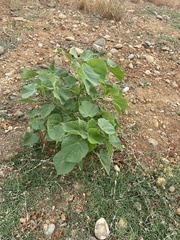 Abutilon theophrasti