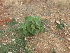Abutilon theophrasti