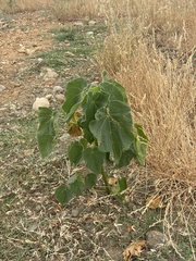 Abutilon theophrasti