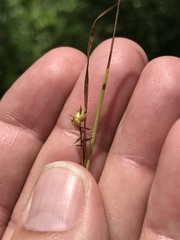 Carex conoidea