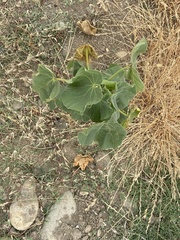 Abutilon theophrasti