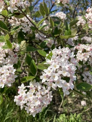 Viburnum carlesii