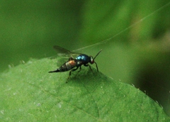 Ormyrus nitidulus