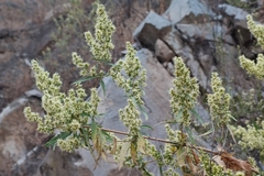 Ophryosporus