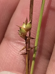 Carex conoidea