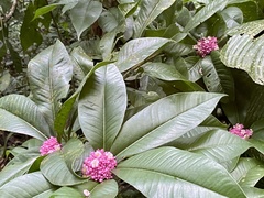 Ardisia opegrapha