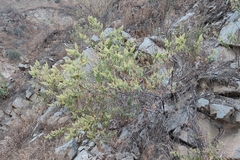 Ophryosporus