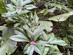 Ardisia opegrapha