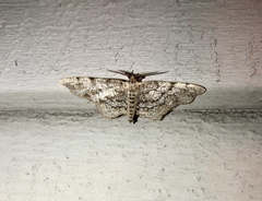 Hypagyrtis piniata