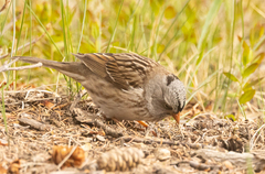 Zonotrichia leucophrys × querula