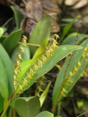 Stelis galeata