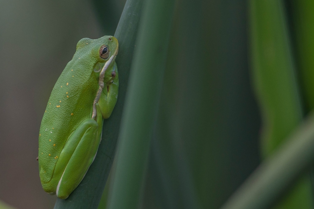 Green Treefrog from Houston, TX 77007, USA on June 04, 2022 at 0216 PM