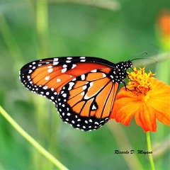 Danaus gilippus gilippus