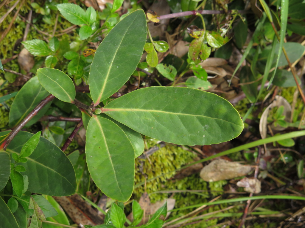 Maytenus laxiflora