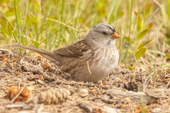 Zonotrichia leucophrys × querula