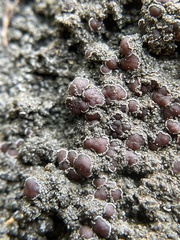 Protopannaria