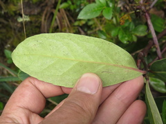 Maytenus laxiflora