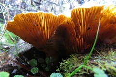 Austropaxillus muelleri